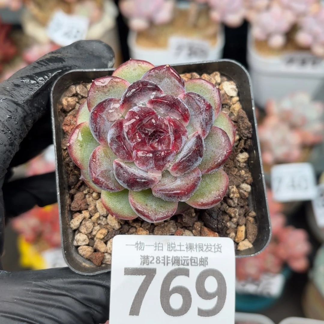 黑冰单头无盆土发货