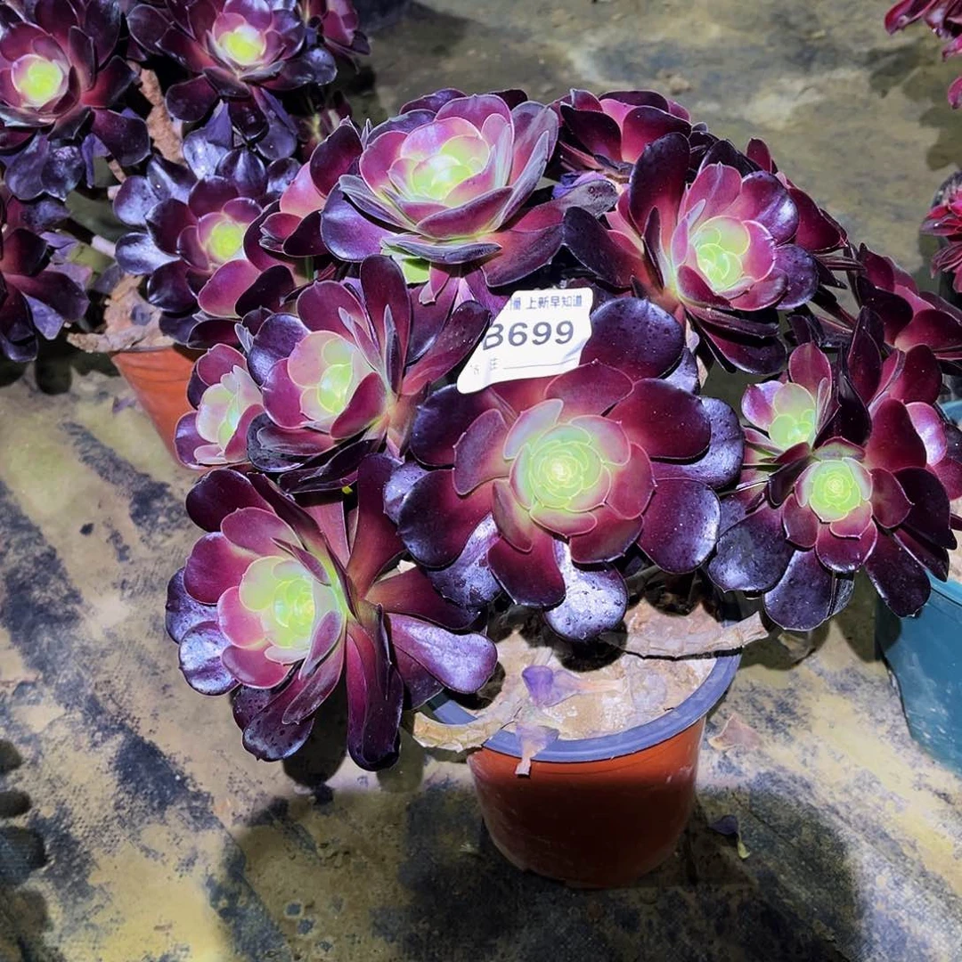 用****1多肉699梅花波迪法师