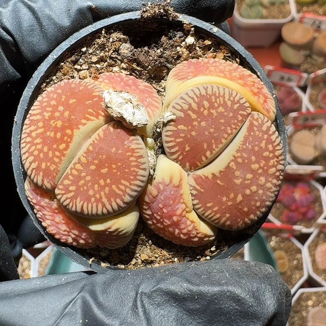 胖****、生石花等111111111。   322