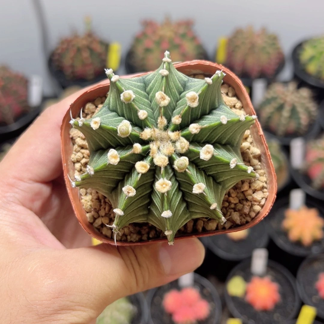 大肋骨——脱土发货