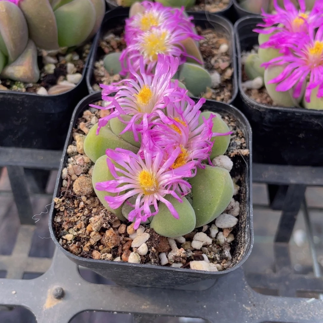 无比玉多肉9.9包邮