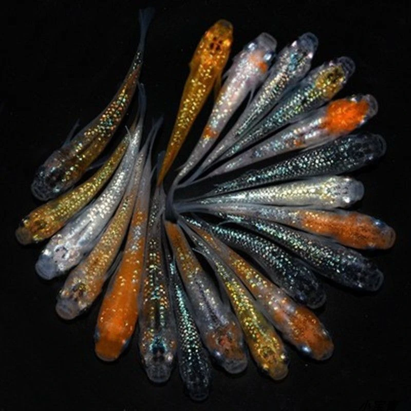 1号观背青鳉冷水鱼迷你观赏鱼