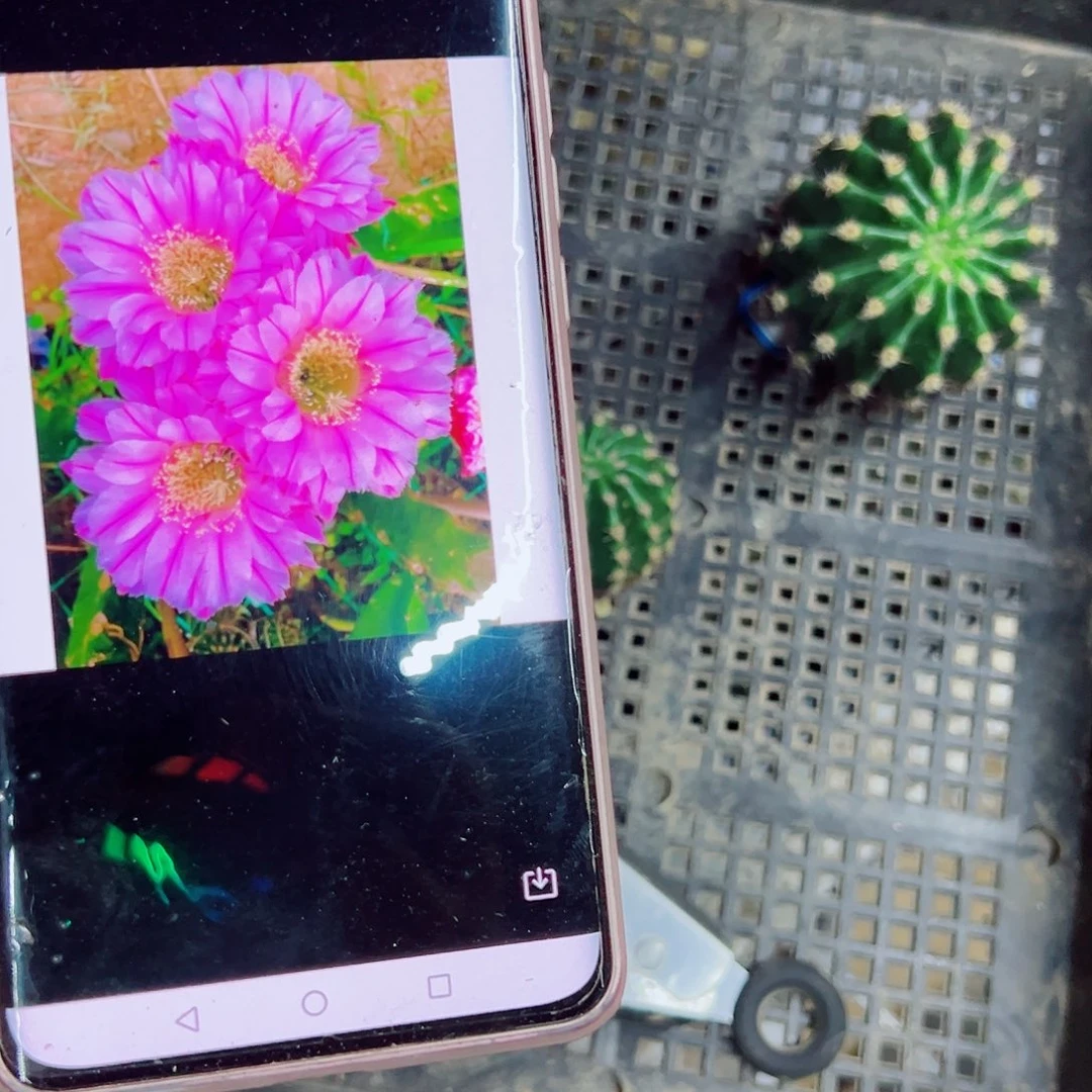 彩草天鹅湖侧芽 000000