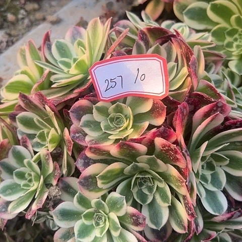 多肉植物白凤257