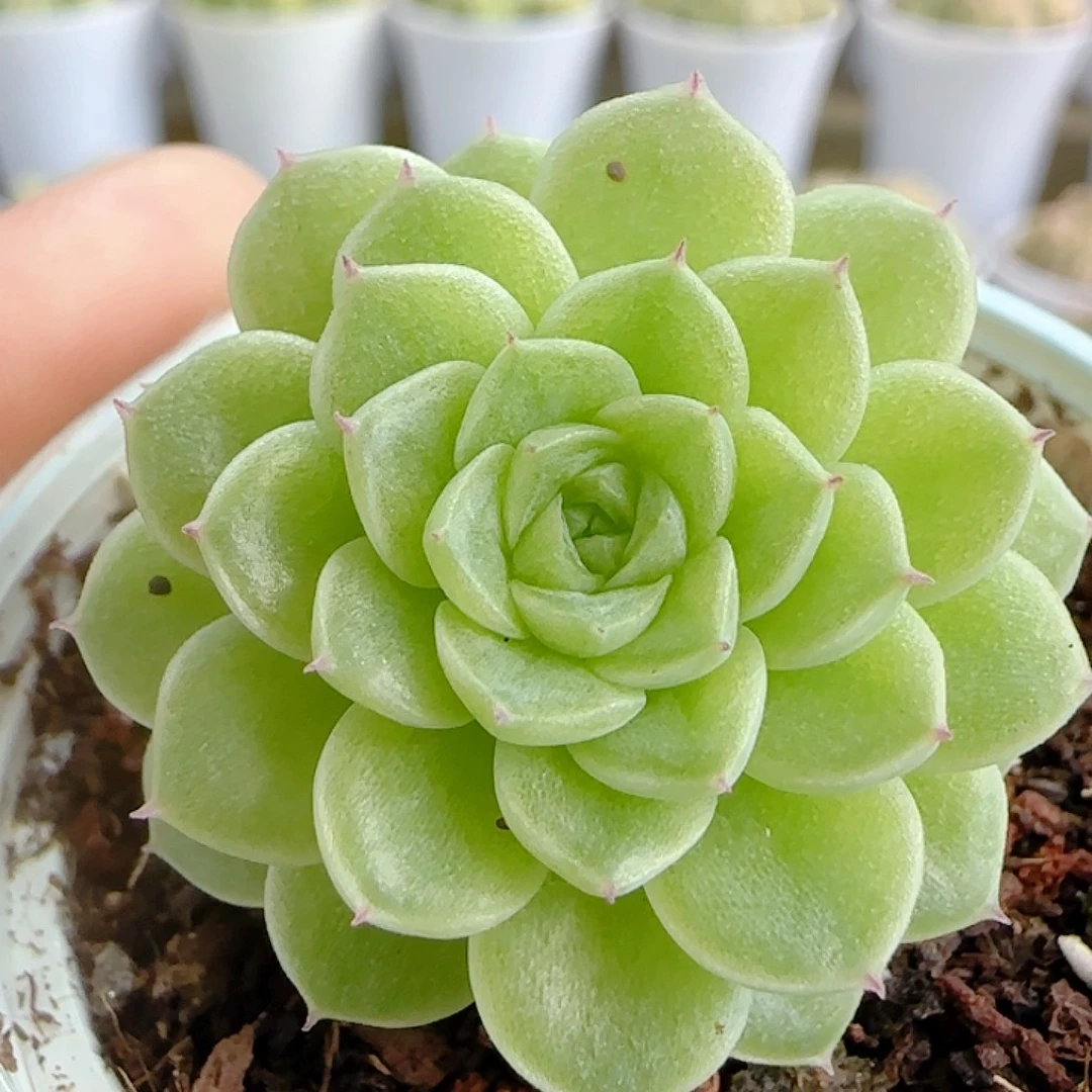 1112-139（优选麦杆）