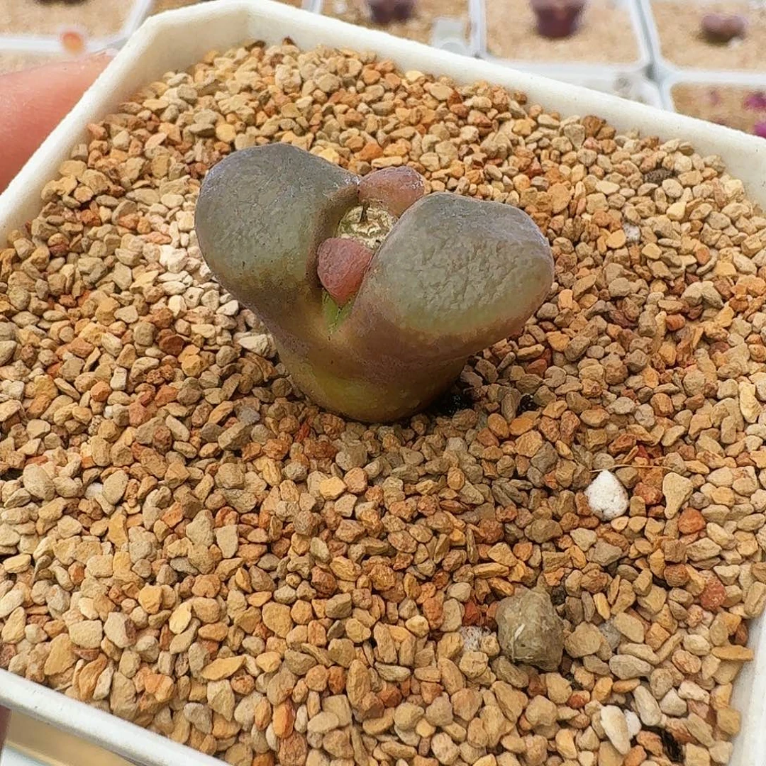 多肉植物紫罗兰79