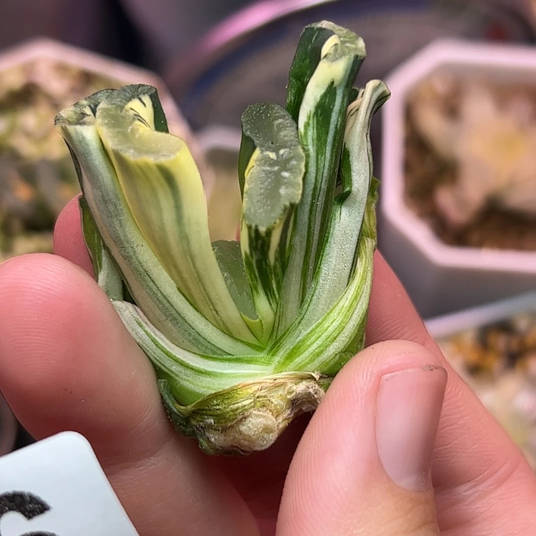 写乐实生锦十二卷多肉