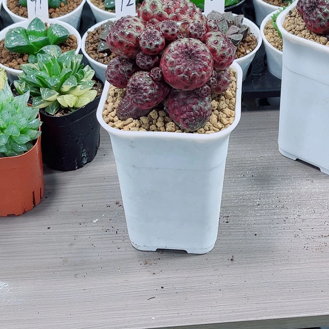 紫丽丸肉肉一勿一拍