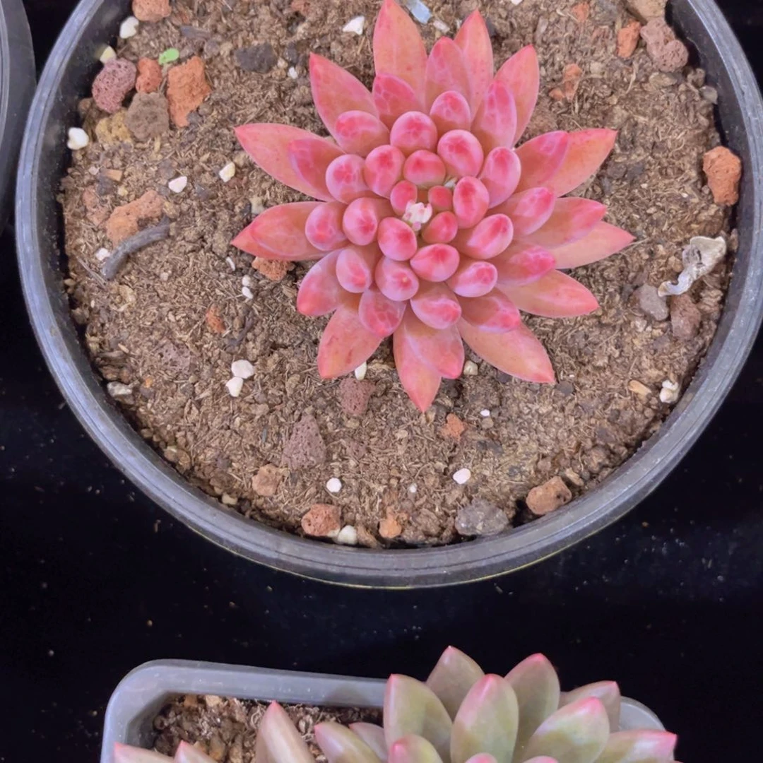 车厘子美人多肉美美