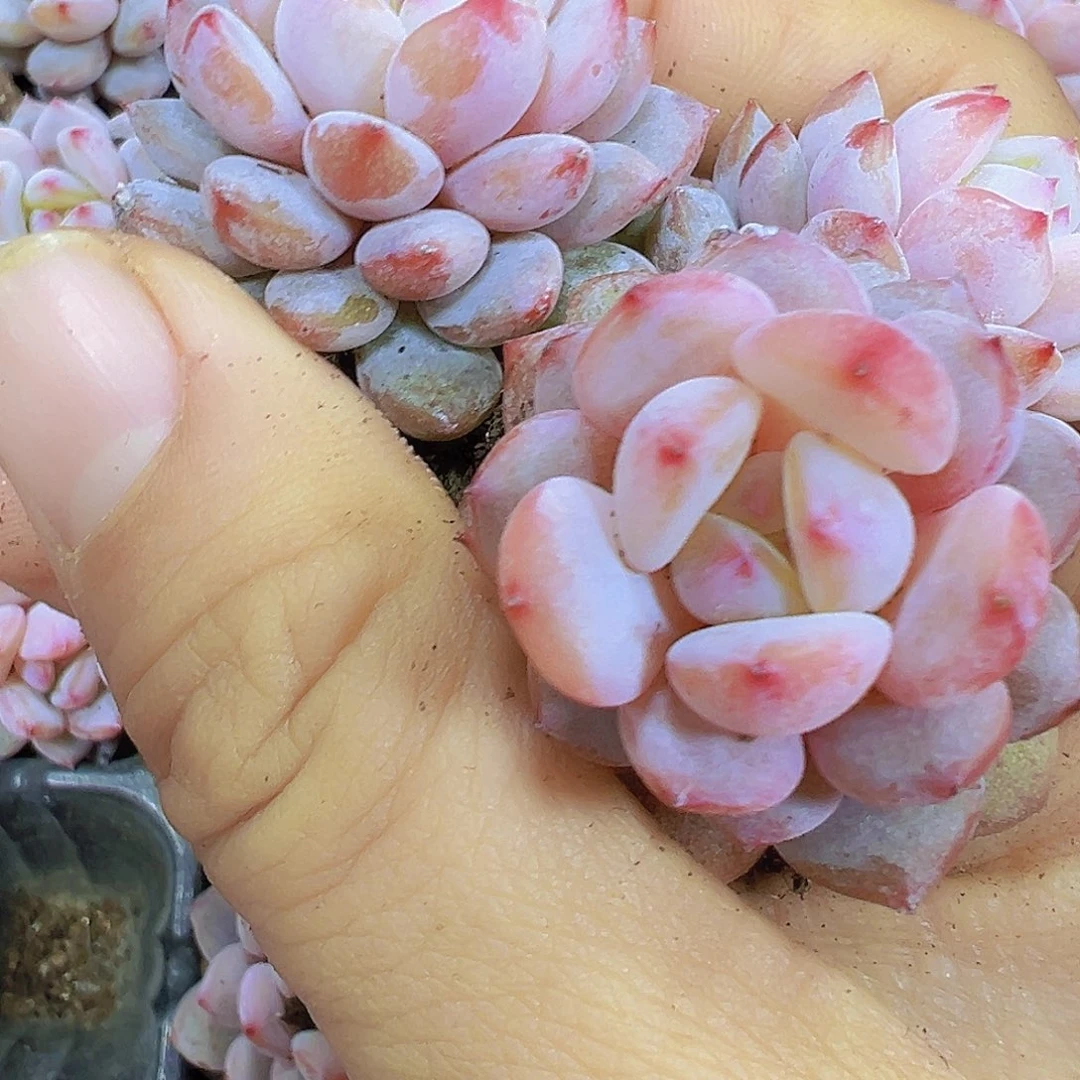 星星橙苗5颗19包邮多肉