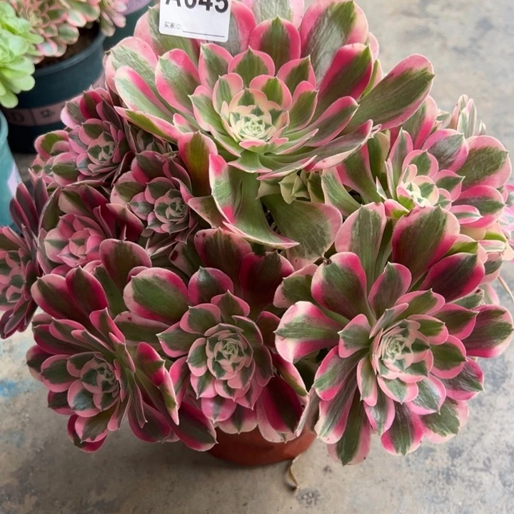 645粉女郎30厘米左右