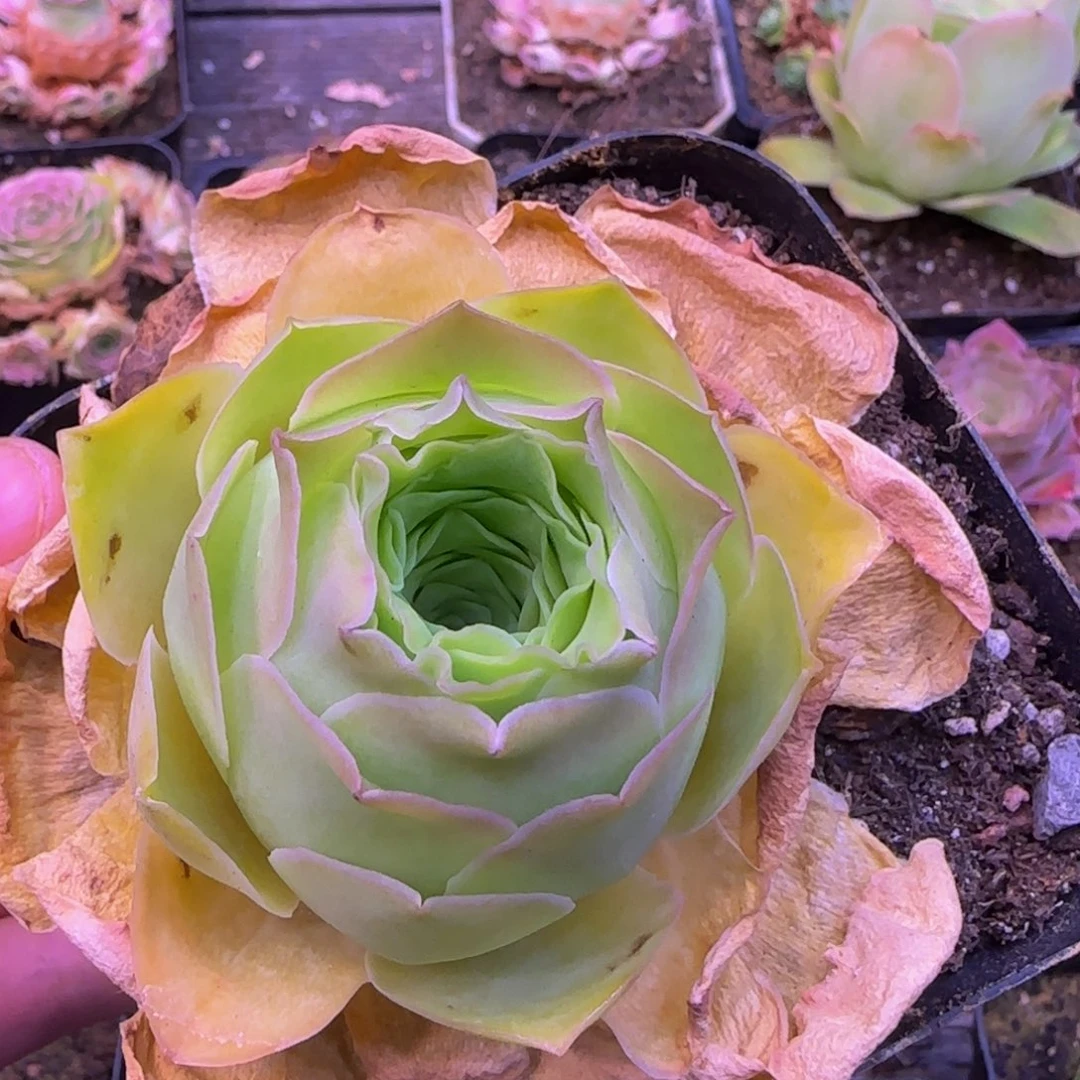 独立258858855555685688