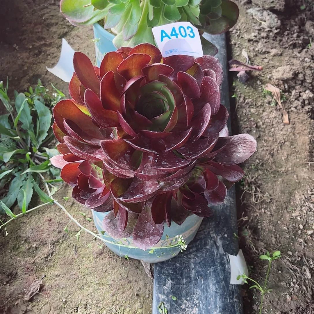 多肉植物403多肉