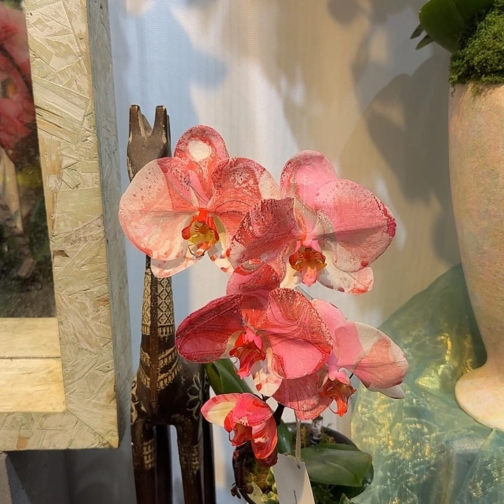 完全开放蝴蝶兰一物一拍