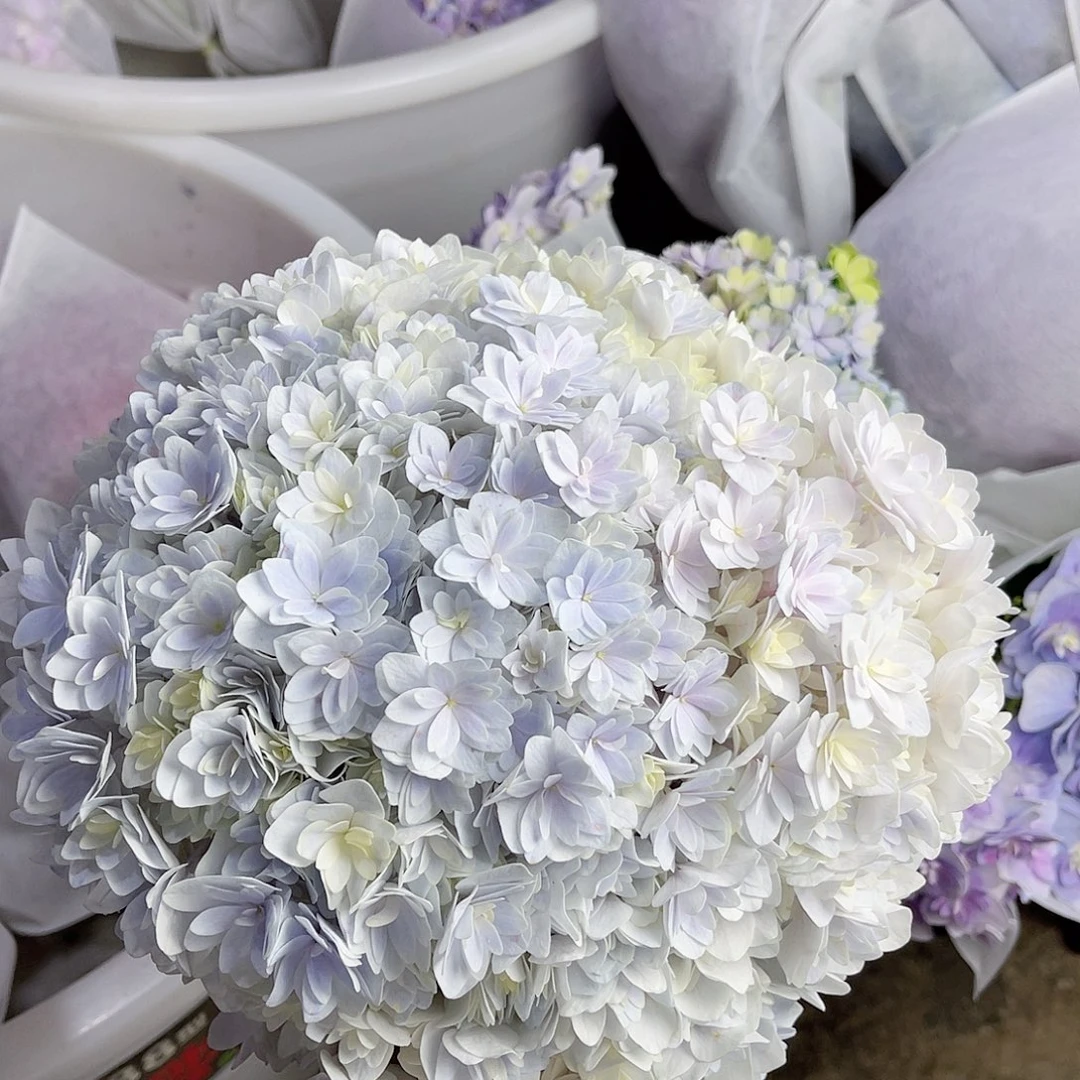 开***滴完全开放绣球花三枝包邮54