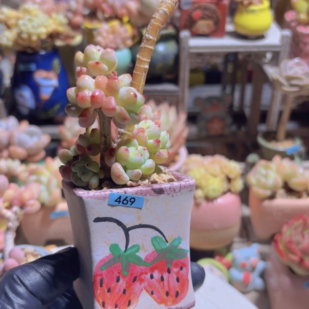 小***兰一物一拍编号469