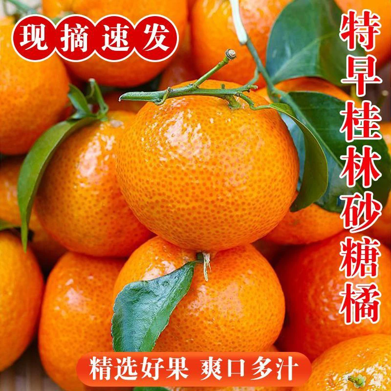 正宗广西桂林砂糖橘现摘应季水果蜜橘香甜可口农家沙糖桔现摘现发