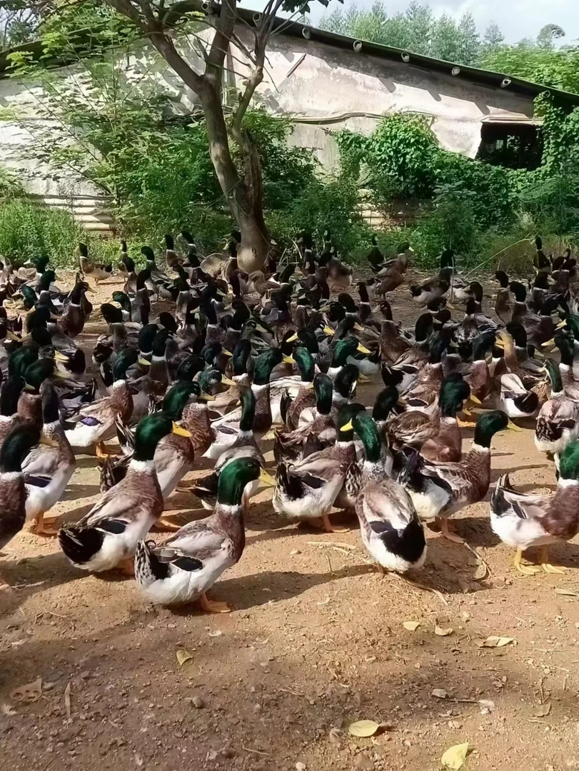 清远农村土鸭，阳山玉米青头鸭