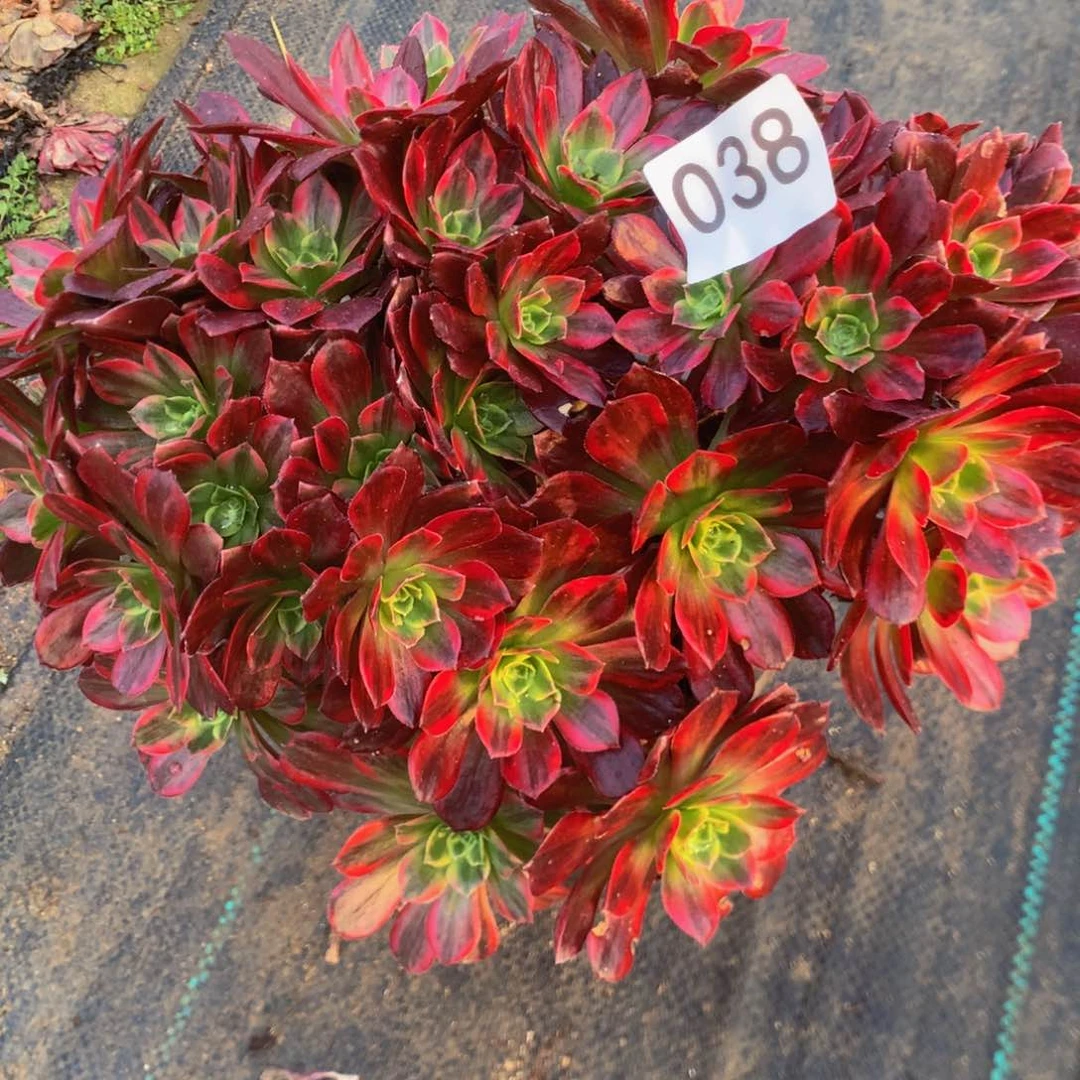 038安娜多肉植物多肉植物