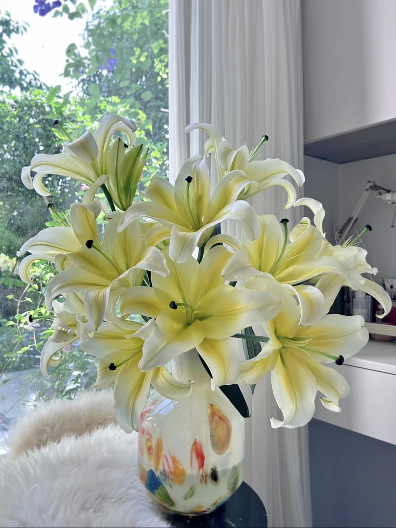 （只发新疆）京东快递，A级黄天霸香水百合中大花苞5支10头