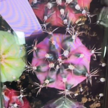 57-0225白衣天使泰国发货多肉