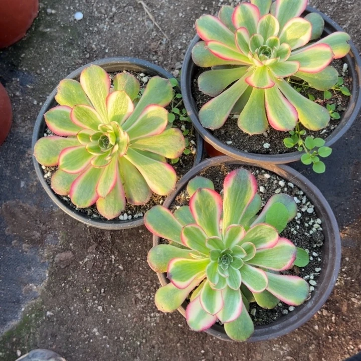 多肉植物桃花坞3颗