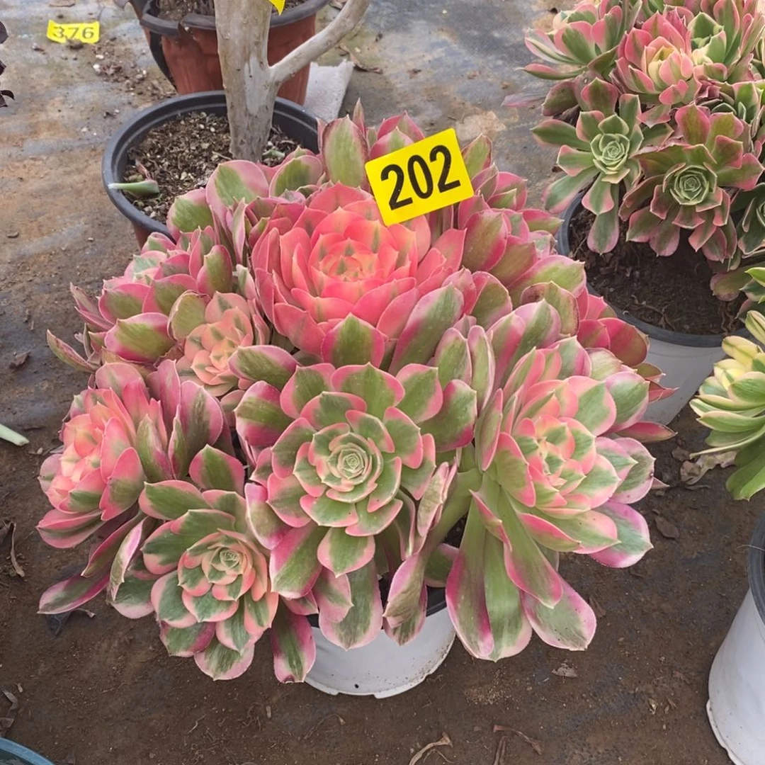 粉女郎多肉法师202