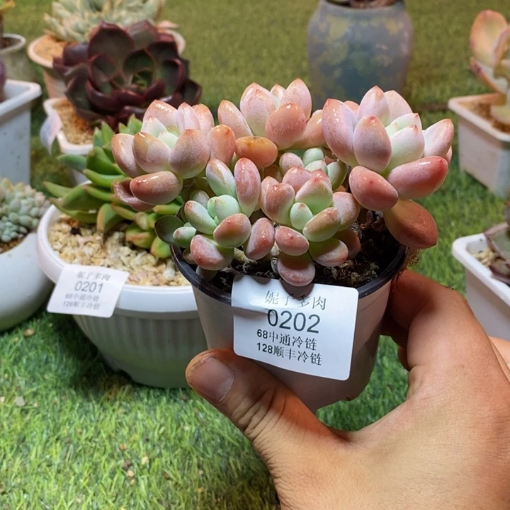 0202啊啊啊啊啊啊啊啊啊啊
