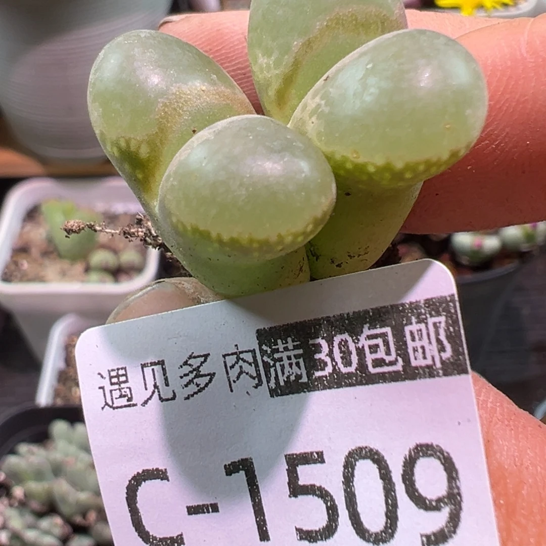 多肉植物1111111111111