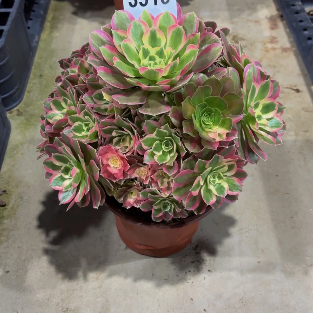 无花朵3516二代玄月1111111