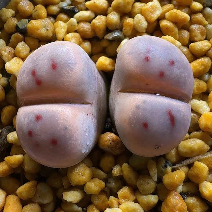 生石花111111。   138