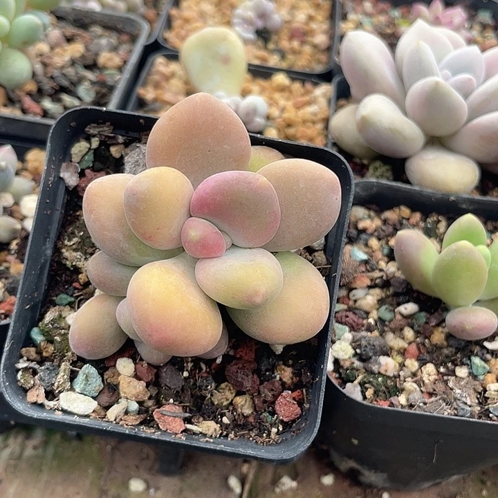 芒果奶 脱土发货 7口盆