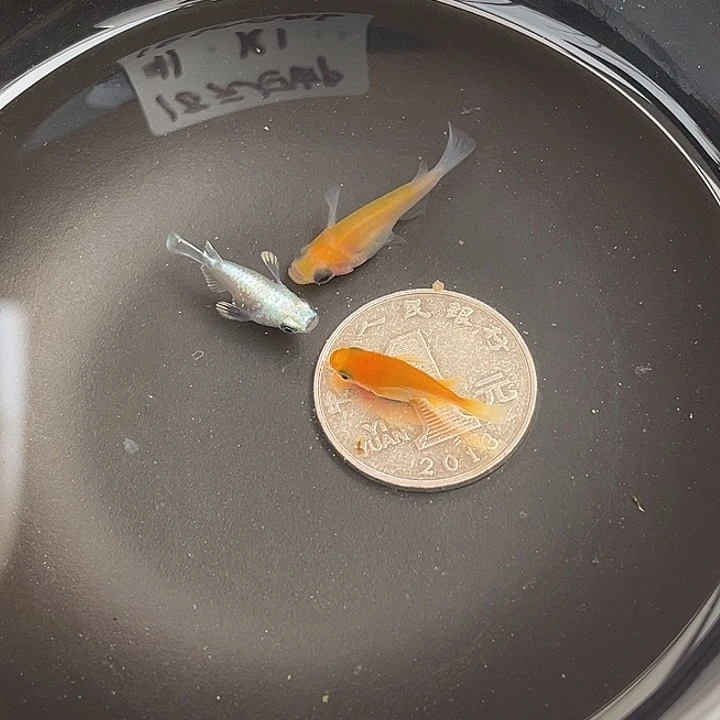 青鳉鱼球体3个64号