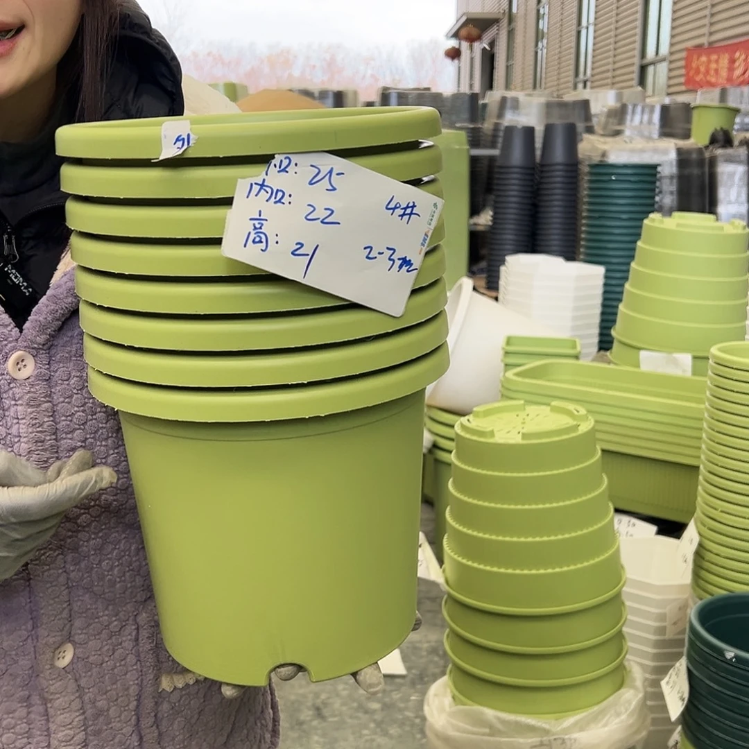 四季盆4#果绿8个无托