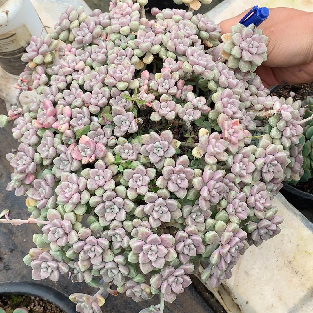 丸叶姬秋丽一一物一拍22-52