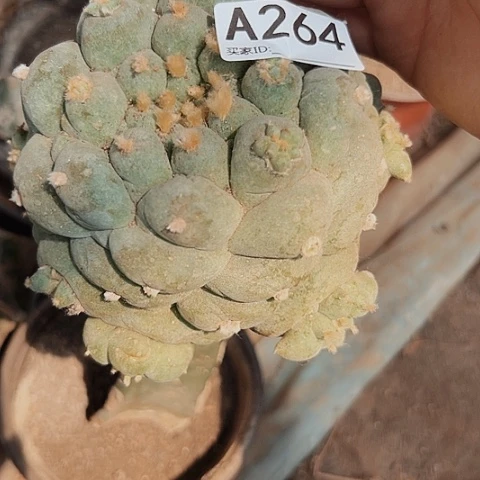 264清棚特价出售哦