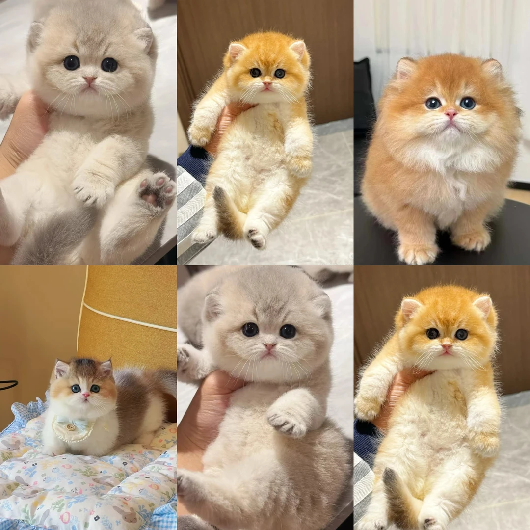 精品幼猫活体—英短美短矮脚拿破仑曼基康