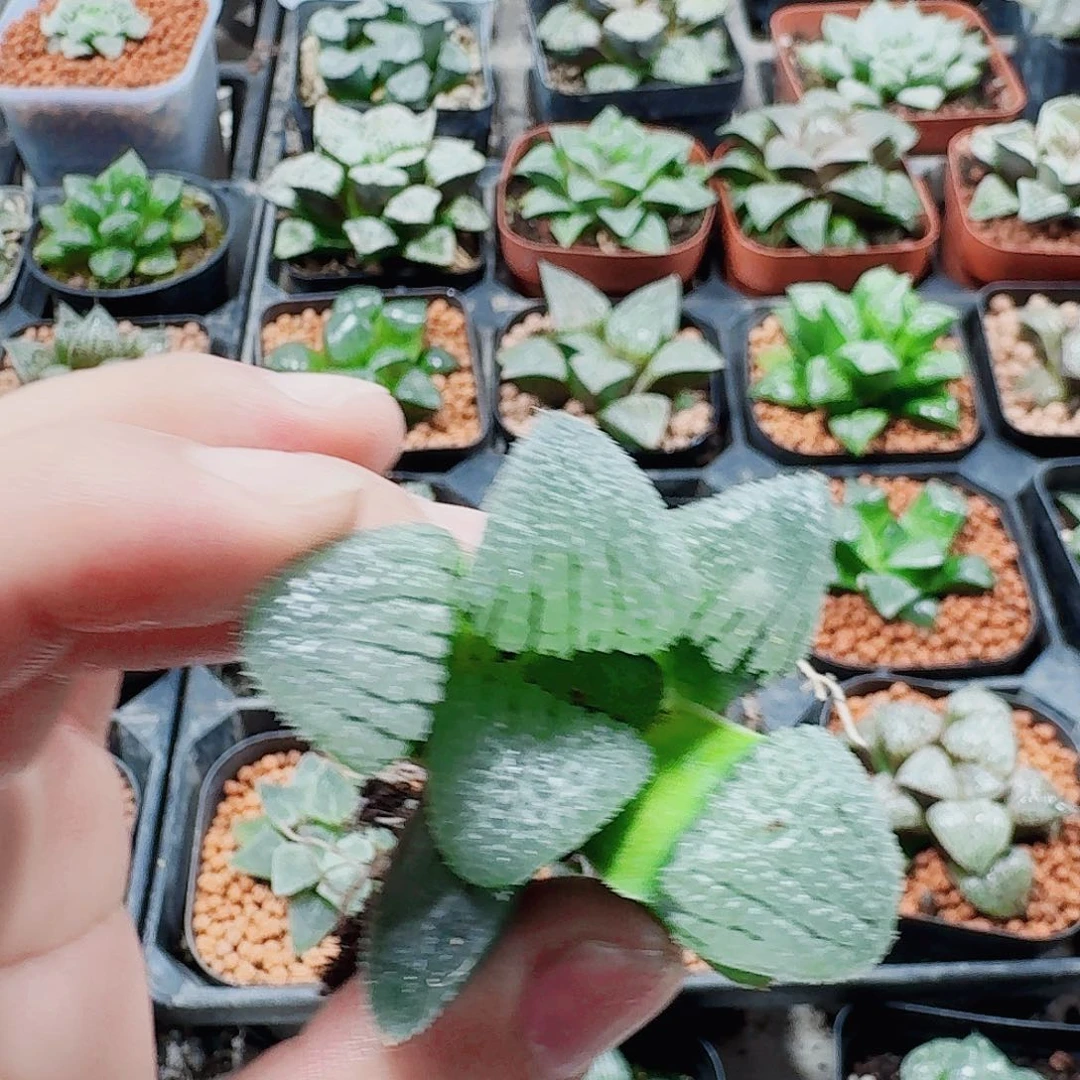 无花朵十二卷福利裸根天空之镜