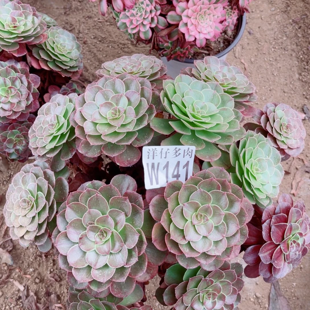 141花月夜尺寸35左右