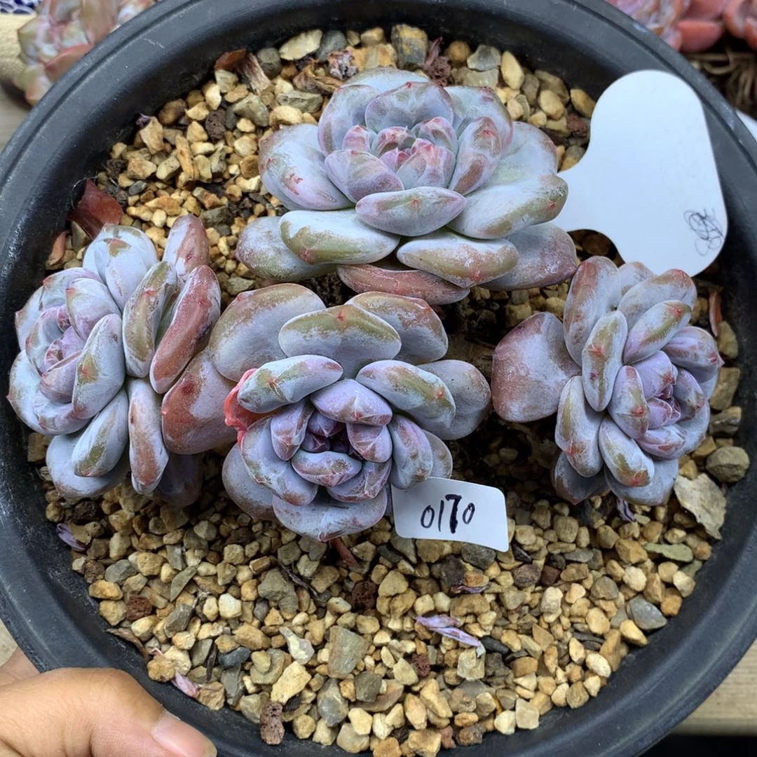 绿底紫心170/14cm4头