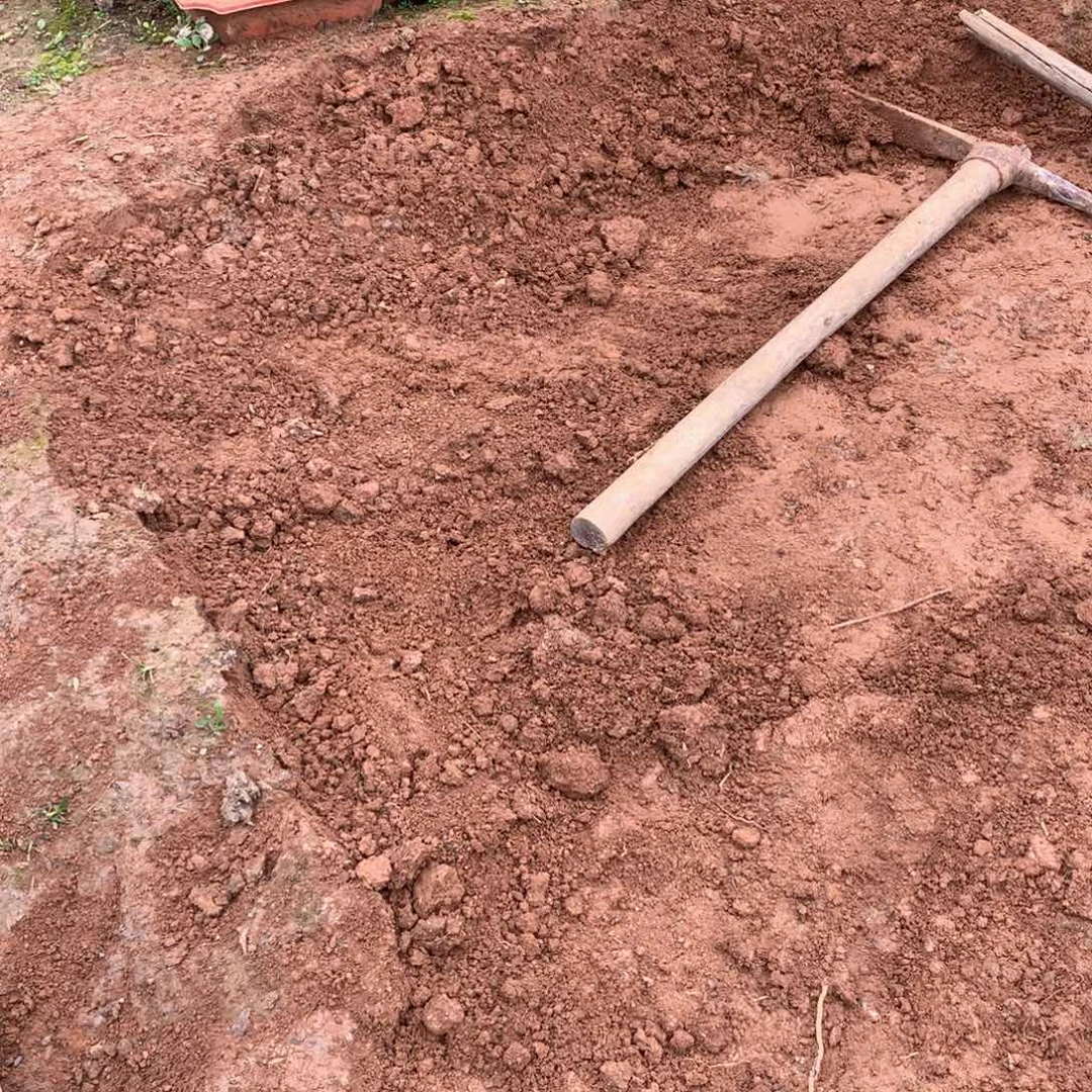 花***虫无花朵泥土金花茶