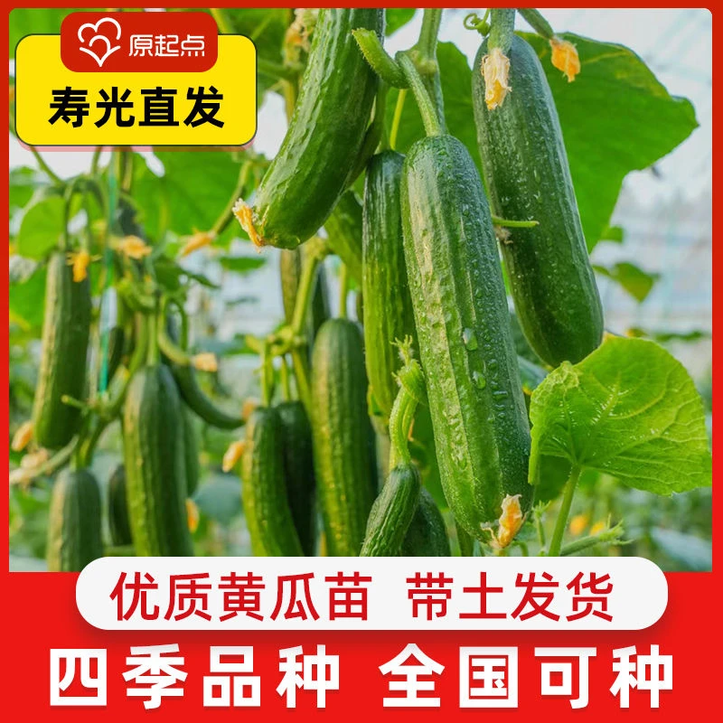 无刺水果黄瓜苗四季种子寿光高产蔬菜秧苗早熟生吃青瓜幼苗