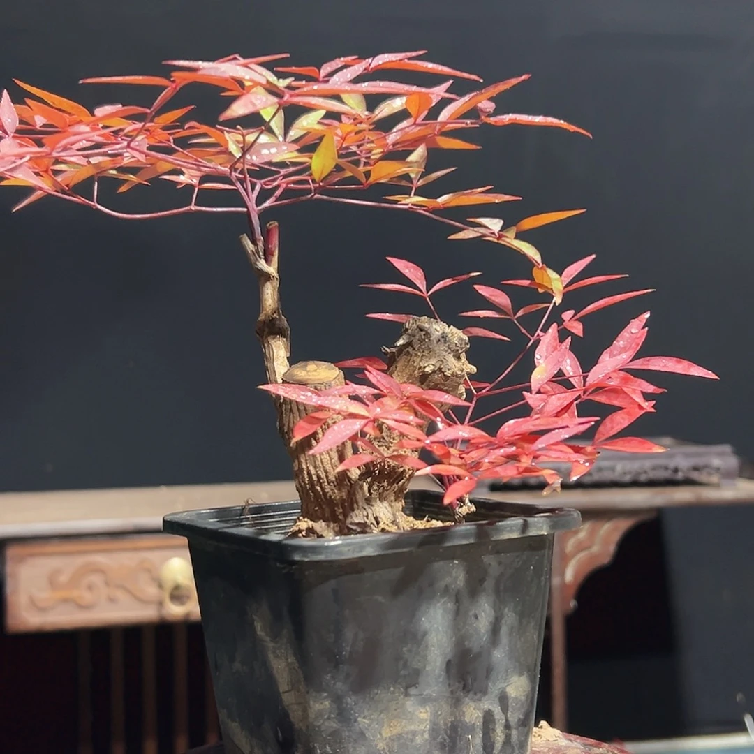 不开花植物000000007