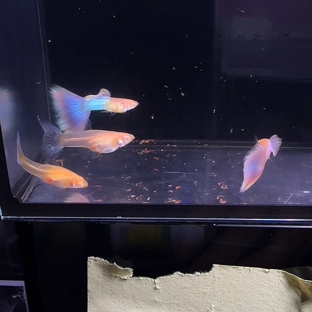 孔雀鱼天使彩虹两对