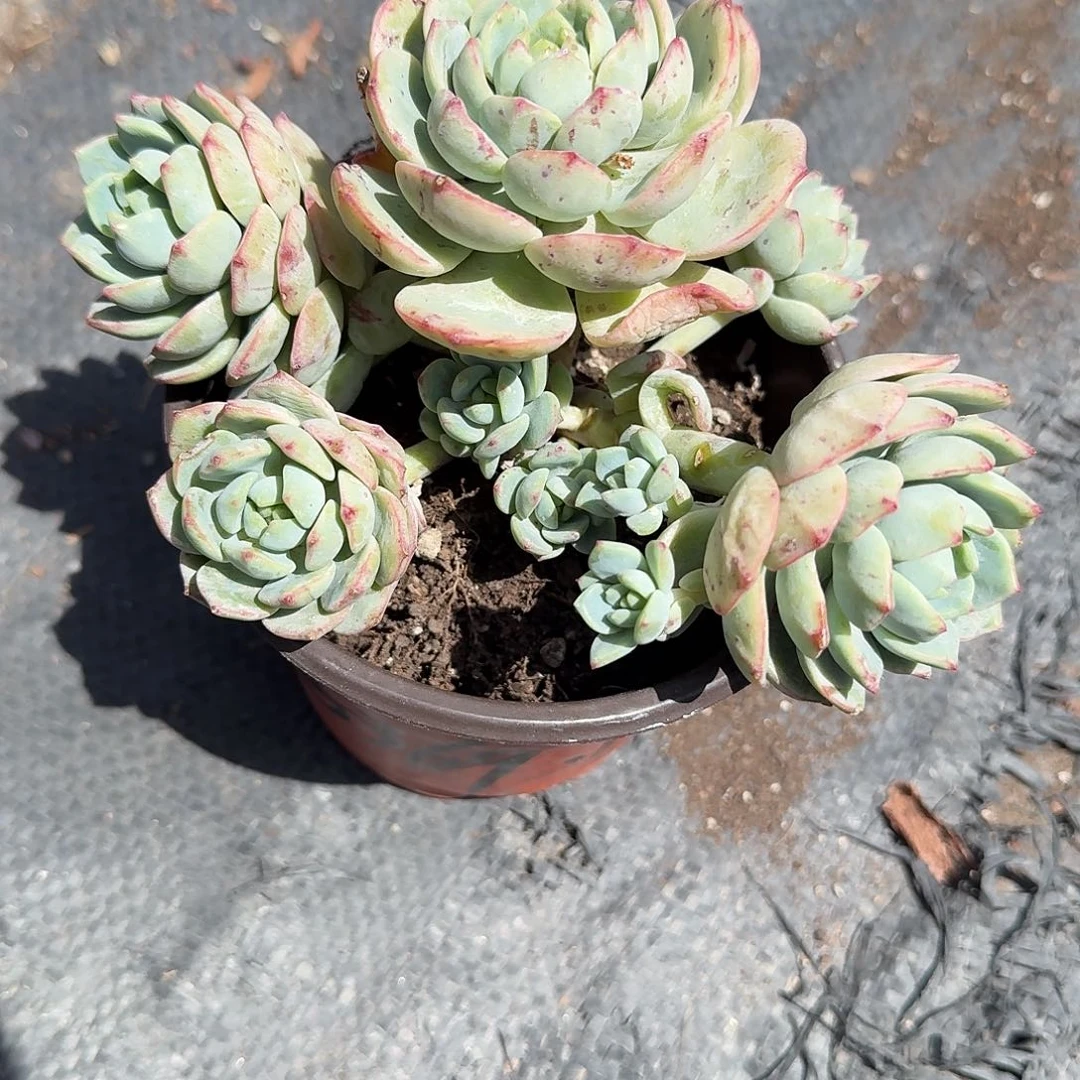 红*果香草比斯带盆多肉植物