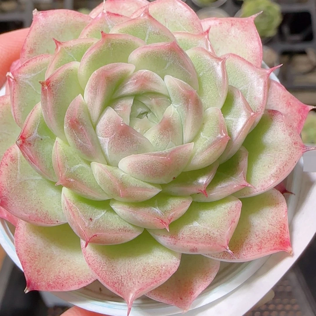 花语逸镜1023-368