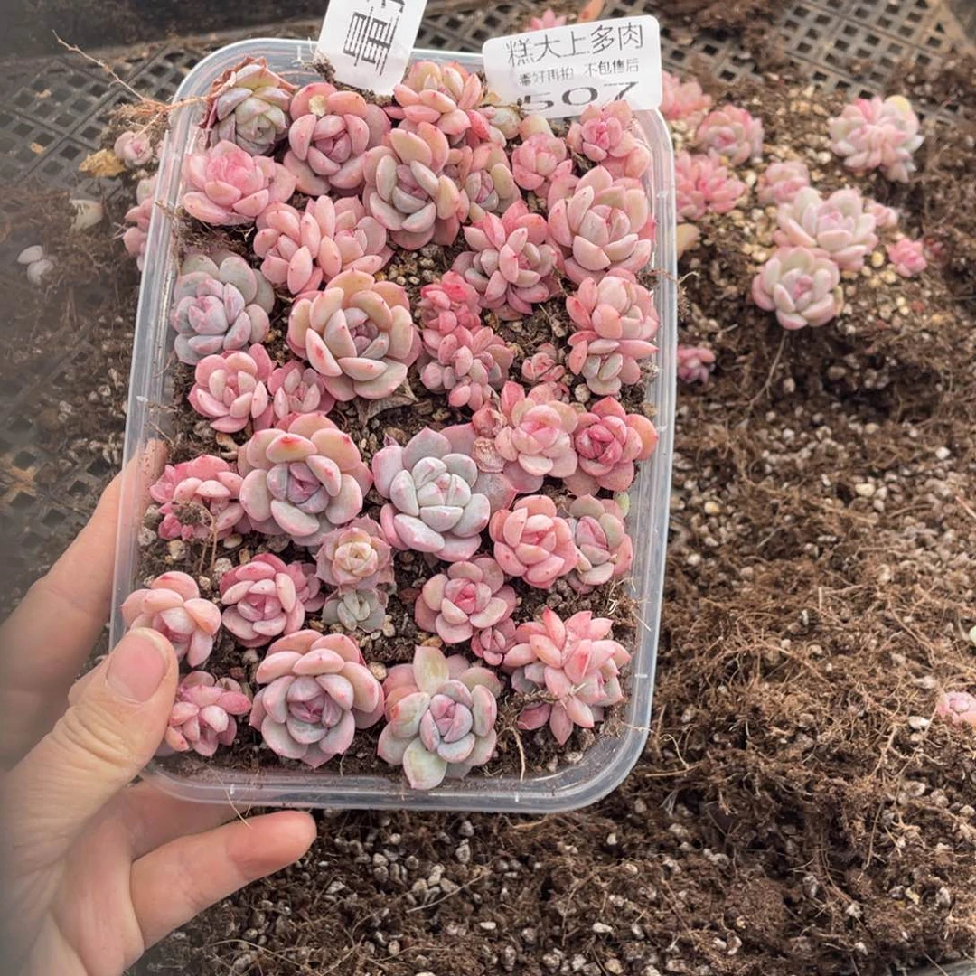 糕大上多肉植物507