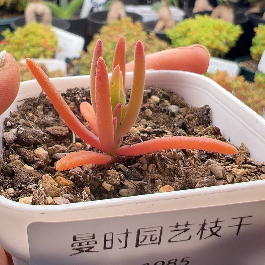1085号实生冰花锦12.29多肉