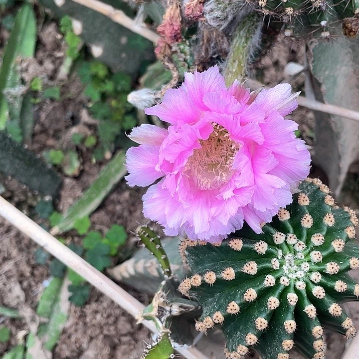 彩桃可可歪侧牙满18元包邮