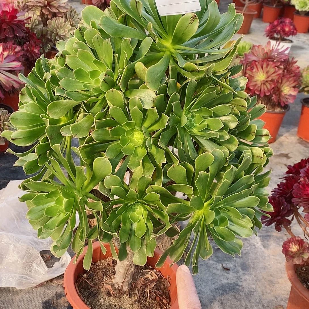 红陶小*，1965绿法师4多肉